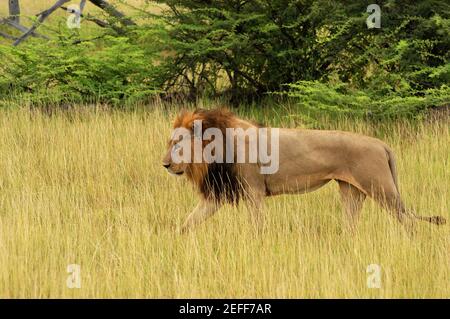 Lion Panthera lion marchant dans une forêt, delta d'Okavango, Botswana Banque D'Images
