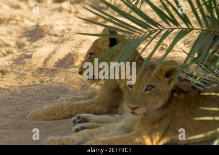 Trois lions Panthera leo petits assis dans une forêt, Motswari Réserve de gibier, Timbavati Réserve de gibier privée, Parc national Kruger, Limpopo, Afrique du Sud Banque D'Images