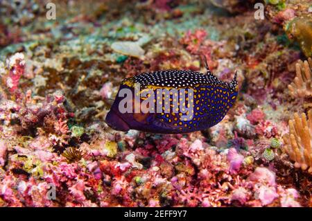 Boxfish tacheté Ostracion meleagris nageant sous l'eau, Nord Sulawesi, Sulawesi, Indonésie Banque D'Images