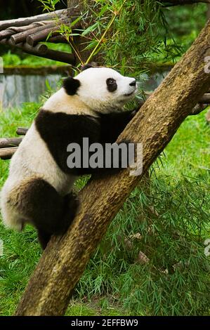 Profil d'un panda Alluropoda melanoleuca grimpant un arbre coffre Banque D'Images