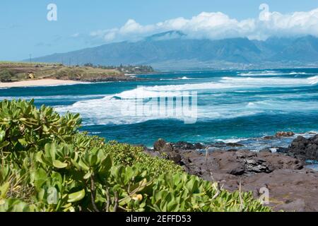 Plantes sur la côte, Hookipa Beach Park, Maui, îles Hawaii, États-Unis Banque D'Images