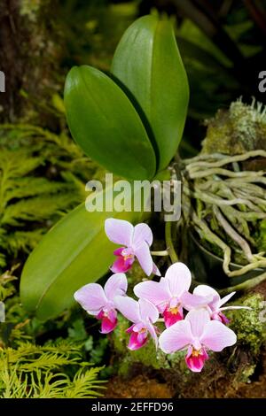 Gros plan de fleurs dans un jardin botanique, Hawaii Tropical Botanical Garden, Hilo, Big Island, Hawaii Islands, États-Unis Banque D'Images