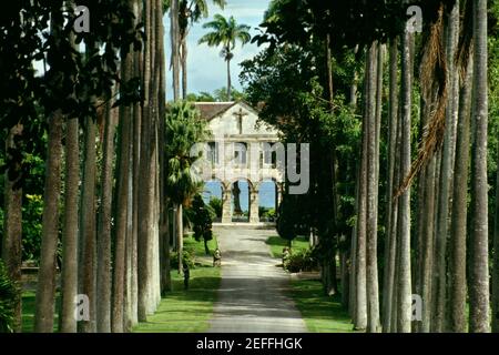 Une école privée est vue sur une avenue bordée de palmiers sur l'île de la Barbade, dans les Caraïbes Banque D'Images