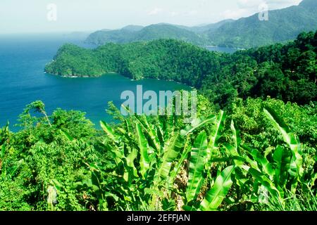 Maracas Bay est vue au-delà d'une plantation de bananes, Trinidad, Caraïbes Banque D'Images