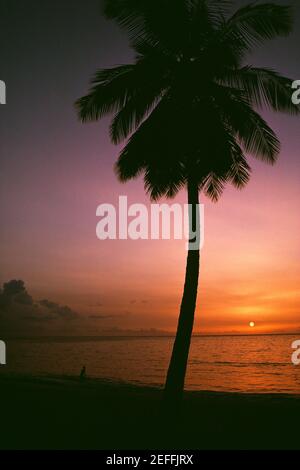 Un palmier est silhoueté contre le ciel au coucher du soleil, Tobago, Caraïbes Banque D'Images