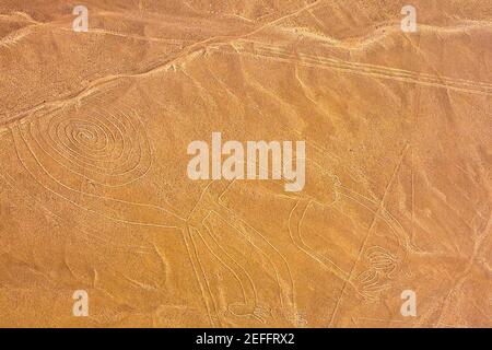 Vue aérienne des lignes de nazca représentant un singe, Nazca, Pérou Banque D'Images