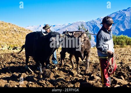 Les agriculteurs labourent des champs avec du boeuf, Cabanaconde, Chivay, Arequipa, Pérou Banque D'Images