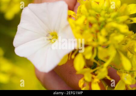 Gros plan d'une main de personnages tenant des fleurs Banque D'Images