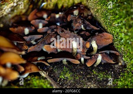 Kuehneromyces mutabilis - champignon ou champignon de la bosse en feuilles, est un champignon comestible qui pousse en touffes sur des souches d'arbres ou d'autres bois morts - mucroo Banque D'Images