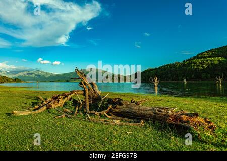 Tronc d'arbre tombé sur la rive du lac Campotosto. Parc national de Gran Sasso et Monti della Laga, Abruzzes, Italie Banque D'Images