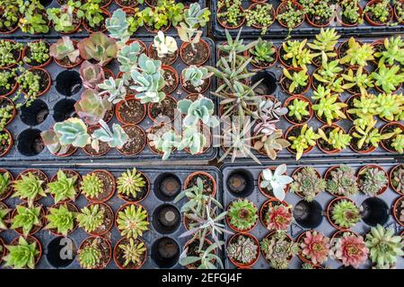 Variété de succulents à vendre à la pépinière, Lothian, MD. Banque D'Images