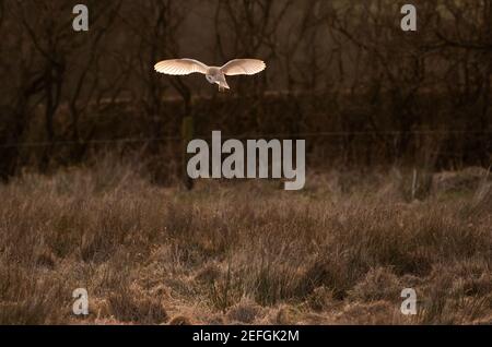 Un hibou de la grange chasse au coucher du soleil dans les terres agricoles près de Preston, dans le Lancashire. Ils ont une audition incroyablement sensible et la capacité de voir les mouvements avec très li Banque D'Images