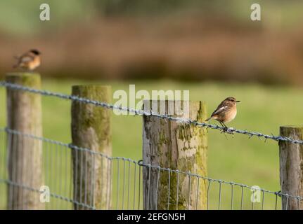 Une femelle Stonechat sur une clôture barbelée, Chipping, Preston, Lancashire. ROYAUME-UNI Banque D'Images