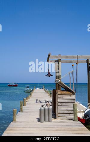 Jetée dans la mer, West End, Half Moon Bay, Roatan, Bay Islands, Honduras Banque D'Images