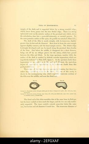 Odontornithes- une monographie sur la denture intérieure les oiseaux de l'Amérique du Nord Banque D'Images