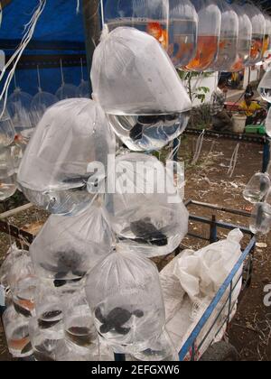 bandung, indonésie, 08 février 2007, des jeunes tortues de mer dans des sacs en plastique dans un marché en plein air pour animaux de compagnie Banque D'Images