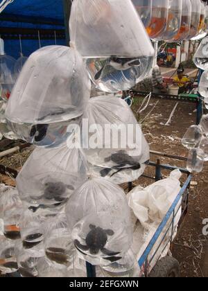 bandung, indonésie, 08 février 2007, des jeunes tortues de mer dans des sacs en plastique dans un marché en plein air pour animaux de compagnie Banque D'Images