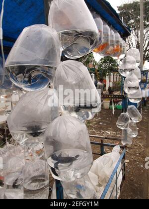 bandung, indonésie, 08 février 2007, des jeunes tortues de mer dans des sacs en plastique dans un marché en plein air pour animaux de compagnie Banque D'Images