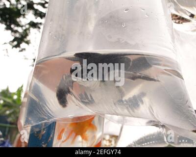 bandung, indonésie, 08 février 2007, des jeunes tortues de mer dans des sacs en plastique dans un marché en plein air pour animaux de compagnie Banque D'Images