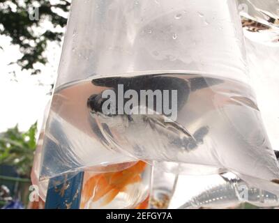 bandung, indonésie, 08 février 2007, des jeunes tortues de mer dans des sacs en plastique dans un marché en plein air pour animaux de compagnie Banque D'Images