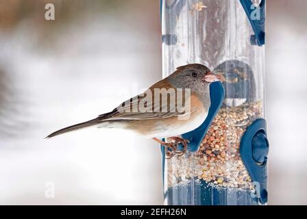 Un Junco aux yeux sombres (Junco hyemalis), appelé autrefois le Junco de l'Oregon, sur un mangeoire à oiseaux à Bend, Oregon. Banque D'Images