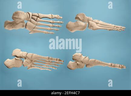 Rendu 3D montrant les os du pied. Banque D'Images