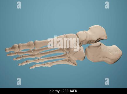 Rendu 3D montrant les os du pied. Banque D'Images