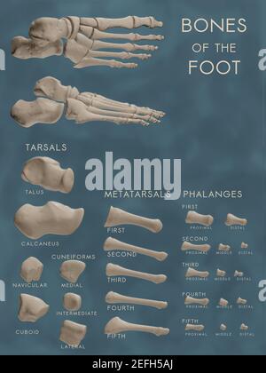 Affiche prête pour la salle de classe montrant les os du pied dans des vues anatomiques et éclatées. Chaque os est étiqueté avec un nom scientifique et organisé par catégorie. Banque D'Images