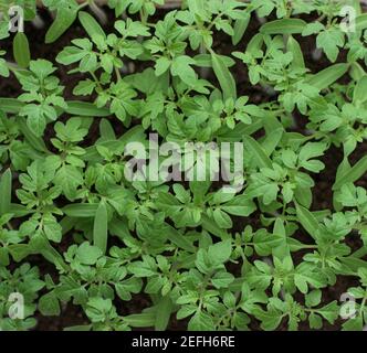 Jeunes plants de tomates vertes - plants de légumes Banque D'Images