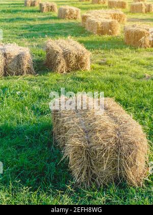 Sièges et tables faits de balles de paille pour l'événement et la fête posés sur la pelouse. Pailles de chaume décorées pour s'asseoir dans la campagne. Mobilier fait Banque D'Images