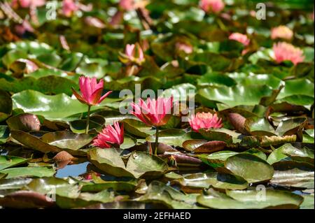 Nénuphars rouges AKA Nymphaea alba F. rosea dans un lac Banque D'Images