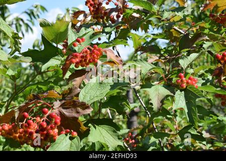 Le brunch propose des baies de viburnum juteuses rouges. Baies de viburnum rouges sur une branche dans le jardin. Baies de Viburnum et feuilles de viburnum en plein air en été Banque D'Images