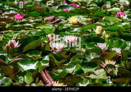 Nénuphars rouges AKA Nymphaea alba F. rosea dans un lac Banque D'Images