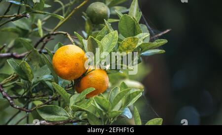 Deux agrumes frais accrochés à la fin d'une branche photo rapprochée sur fond de bokeh dans le jardin d'orange, délicieux fruits prêts à mûr Banque D'Images