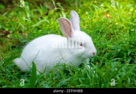 Mignon et câliner lapin albino sur le champ d'herbe, a les yeux rouges et les cils longs, les oreilles longues vers le haut, lumière passant par les oreilles longues et p Banque D'Images