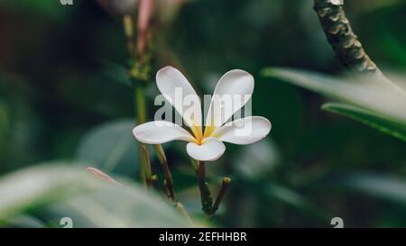 Isolé belle fleur Frangipani gros plan photo détaillée, une goutte d'eau goutte dans le centre dans un pétale, Banque D'Images