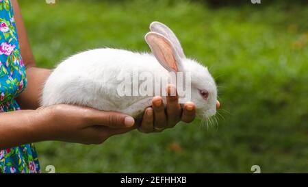 Doux et adorable lapin blanc Albino aux yeux rouges reposant sur la chaleur des mains d'une jeune fille, la lumière passant par les oreilles longues rend les veines visibles Banque D'Images