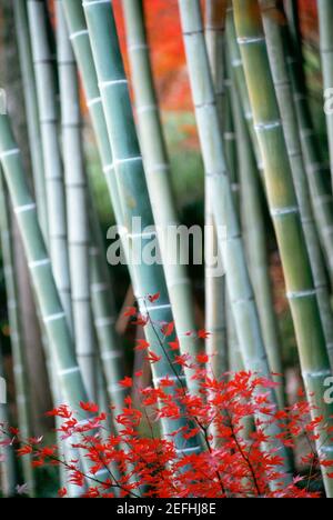 Gros plan des feuilles d'érable et des tiges de bambou, Kyoto, Japon Banque D'Images