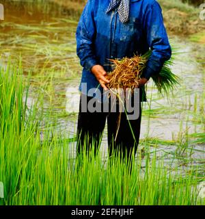 Vue en coupe d'un homme tenant des plants de riz dans un champ de riz, Siem Reap, Cambodge Banque D'Images