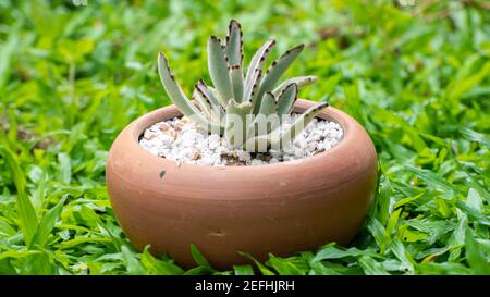 Petite plante de Cactus dans un pot d'argile avec graviers blancs dans l'arrière-cour sur le dessus de l'herbe, Banque D'Images