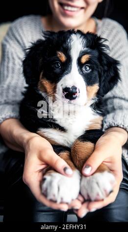 petit chiot de chien de montagne bernois sur les mains de fille à la mode avec une belle manucure. animaux, mode Banque D'Images