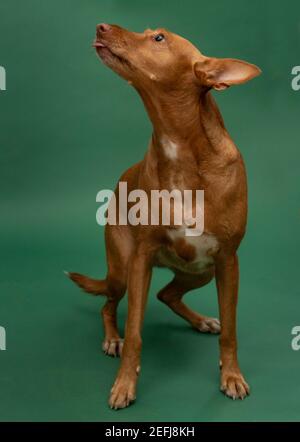 Podenco Andaluz Spagna Hunting Dog Portrait sauvé Banque D'Images