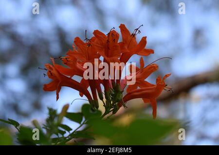 Chèvrefeuille de cape ou arbuste Tecoma capensis avec fleurs d'orange. Tecoma capensis (nom commun de Cape Honeysuckle) est une espèce de plante à fleurs dans le f Banque D'Images