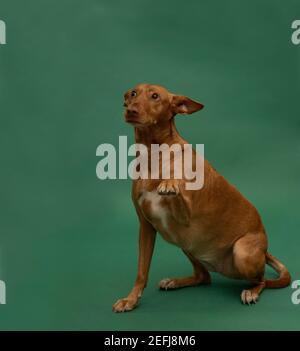 Podenco Andaluz Spagna Hunting Dog Portrait sauvé Banque D'Images