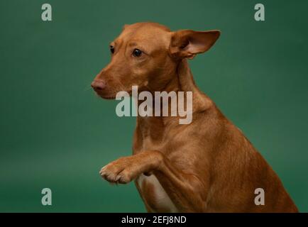 Podenco Andaluz Spagna Hunting Dog Portrait sauvé Banque D'Images