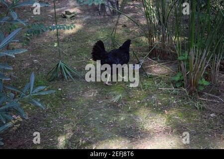 Poules sur une ferme biologique traditionnelle de volaille de gamme libre qui broutage sur l'herbe. Animaux naturels mode de vie agriculture jardin biologique dans la cour. Papillon sauvage Banque D'Images