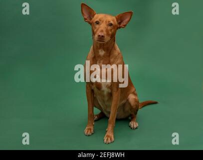 Podenco Andaluz Spagna Hunting Dog Portrait sauvé Banque D'Images