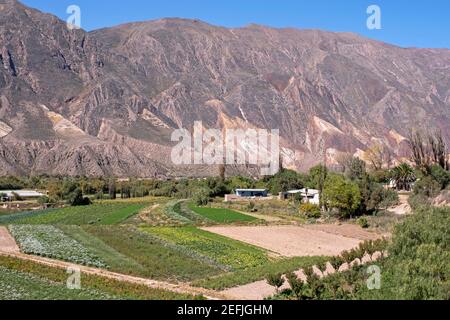 Ferme près du village Maimará au pied de la montagne Paleta del Pintor / Painter's Palette dans la Quebrada de Humahuaca, province de Jujuy, Argentine Banque D'Images