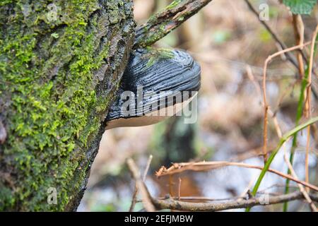 Mycète en saule (Phellinus igniarius) Banque D'Images