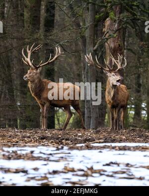 Dülmen, NRW, Allemagne. 17 février 2021. Un cerf rouge stag dozily naise au soleil de la fin de l'après-midi. Les températures plus douces et la fonte de la neige font ressortir le cerf rouge et le cerf de Virginie à la recherche de nourriture dans les bois de la réserve naturelle de Dülmen. Credit: Imagetraceur/Alamy Live News Banque D'Images